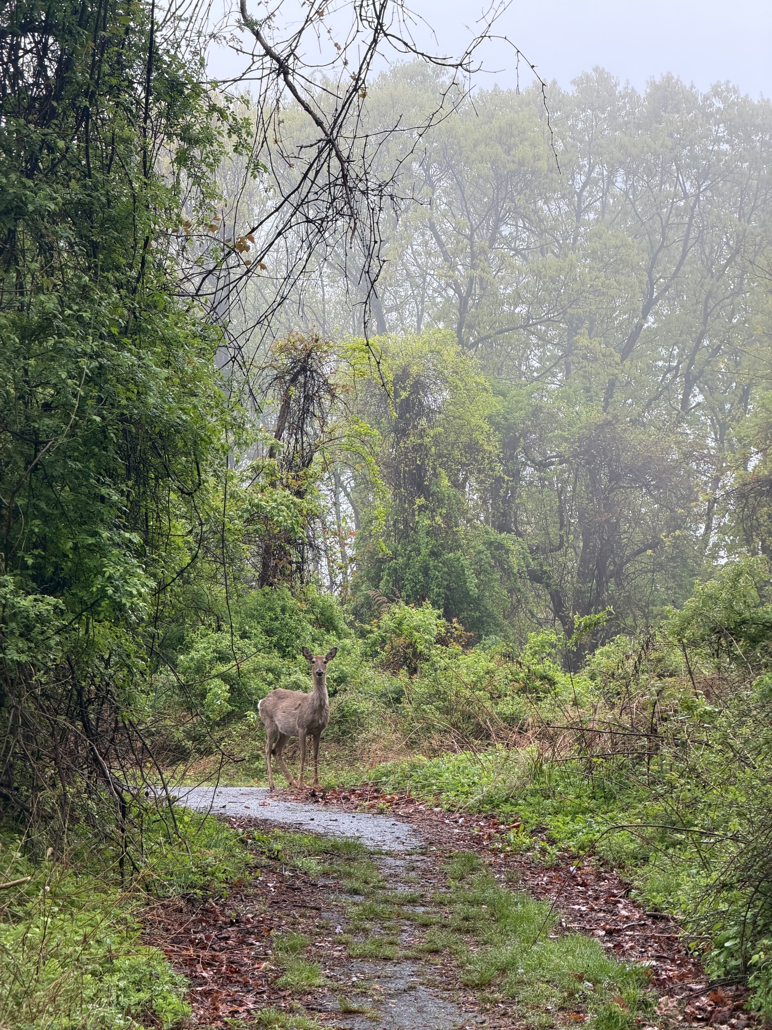 Deer at Hartshorne by troniks
